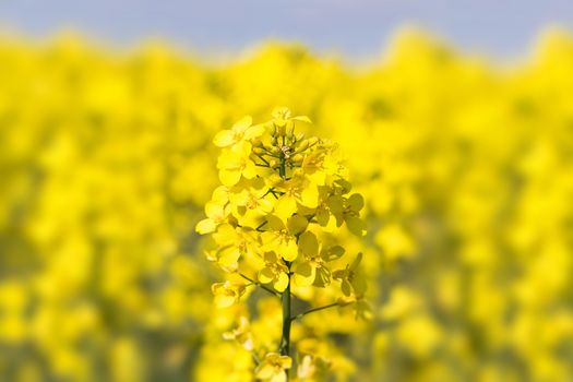 Close up of a Rape field Colza (Brassica rapa)