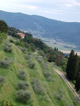 typical Tuscan landscape with olive groves and cypress trees