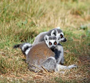 stunning lemurs