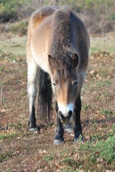 Exmoor Pony grazing