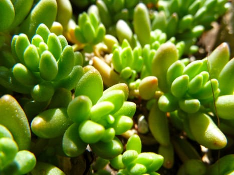 closeup on the buds of a bright green succulent