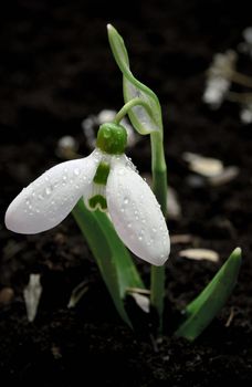 Close up of a snowdrop  bloom