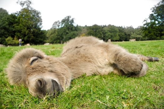A sweet donkey foal sleeping on green grass
