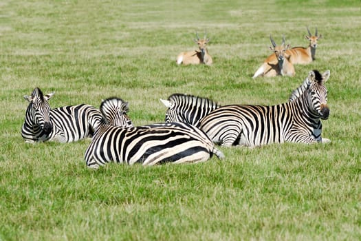 A group of zebras are resting in the green grass.
