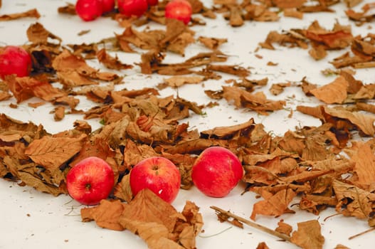 Red apples and old leafs. Studio shot.