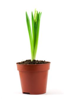 White flower in the pot isolated