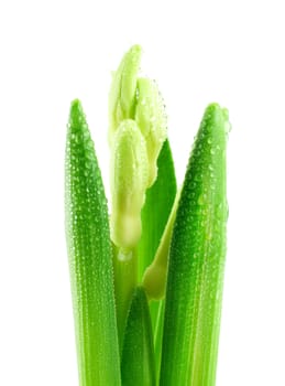 Flower isolated on white background