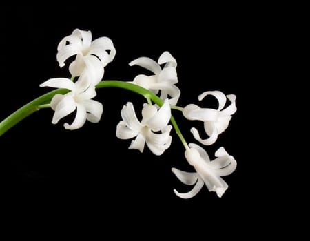 White flower on black