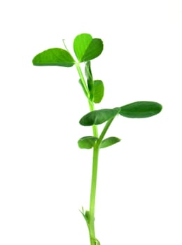 Small pea plant