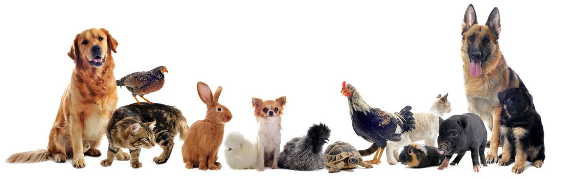 group of pet in front of a white background