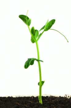 Small pea plant