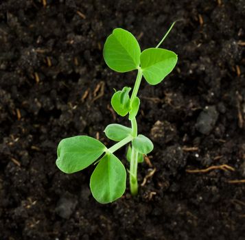 Small pea plant