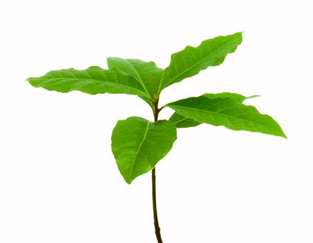 Laurel leaf isolated on white