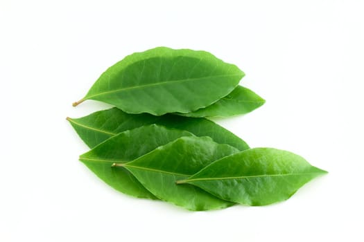 Laurel leaf isolated on white