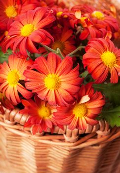 Bunch of red chrysanthemums in a basket