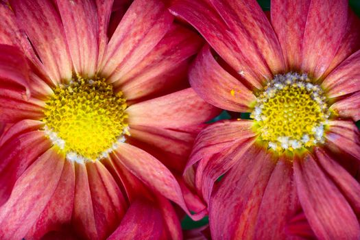 Macro view of a pair of daisies