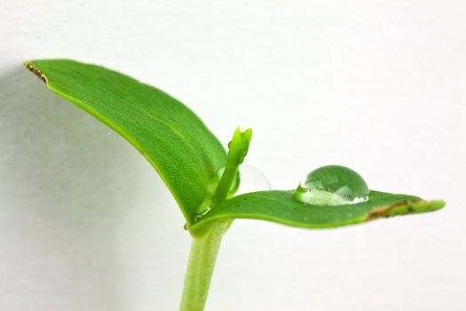 Small plant and drop