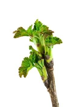 Spring branch of currant