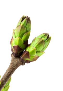 Lical buds isolated on white