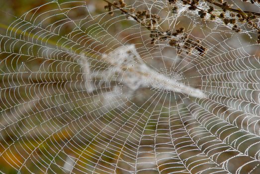 Autumn dew on the web - a frequent guest