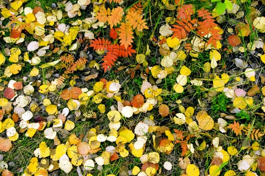 Yellow and red leaves in a grass as a background