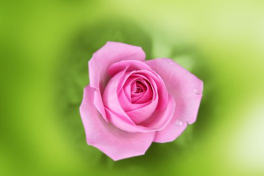 Scarlet rose in an environment of a blurred green background