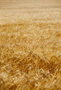 organic background from a golden wheat before harvesting