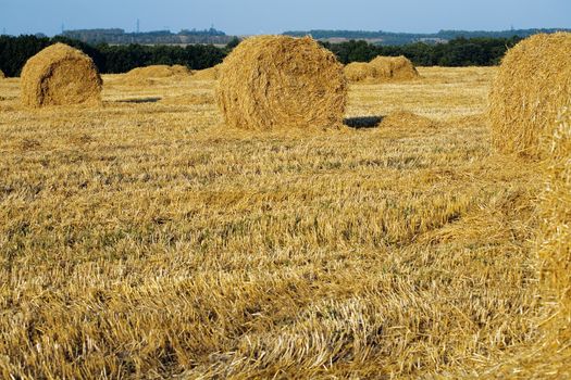 Yellow haystacks on a pure field from a crop in the late summer