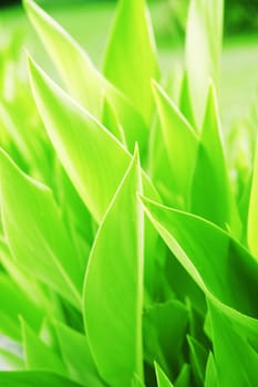summer background from the bright green juicy leaves of plant