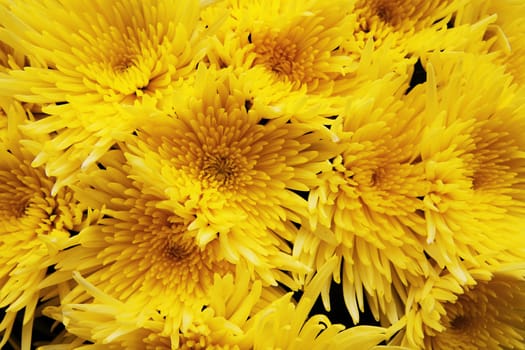 decorative beautiful bouquet of yellow fresh Chrysanthemum