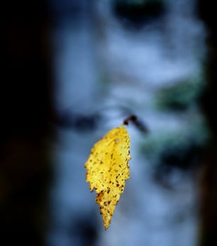 Branch of a tree with on autumn yellow leaf against dark blue background