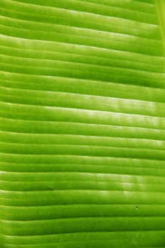 Structure of fresh green leaf of a plant with proveins