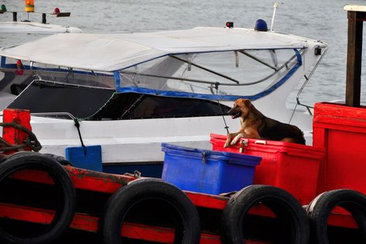 Dog sit on box in the fisherman boat with sea background