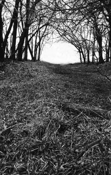Black and white trail under leafless trees.