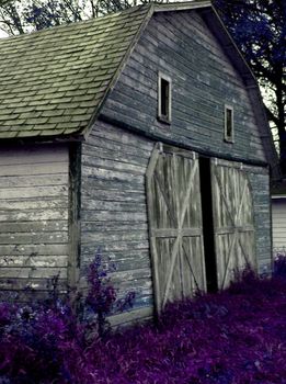 Barn with double sliding doors surrounded by purple flora.