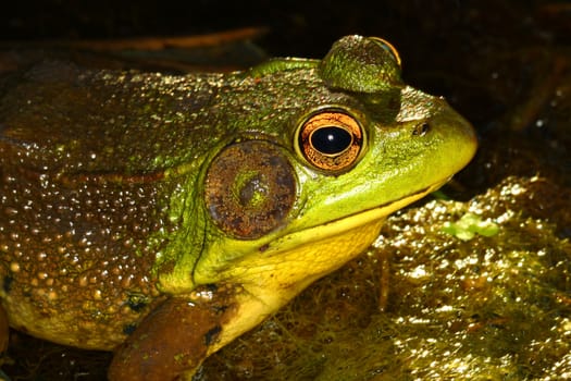 Green Frog (Rana clamitans) in a northern Illinois wetland.