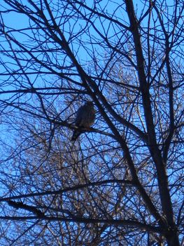 Puffed up Merlin falcon (Falco columbarius) perched in a leafless tree during the winter season.