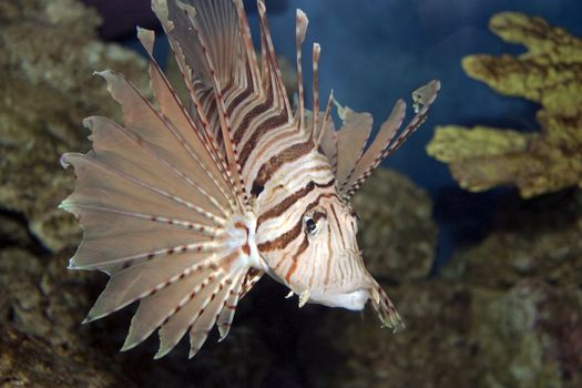 The majestic lionfish swimming in coral