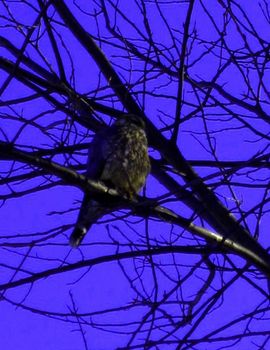Merlin falcon (Falco columbarius) perched in a leafless tree during the winter season under a purple sky.