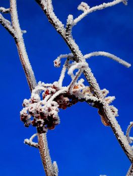 Red berries covered in hoar frost under a blue sky.