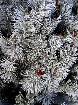 Hoar frost covered pine bush.