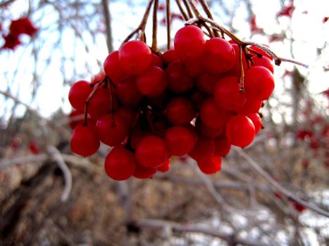 Hanging red berries during the winter season.