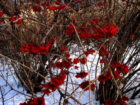 Red berried bush surrounded by snow.