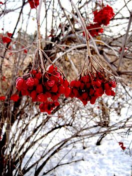 Hanging red berries covered in hoar frost.
