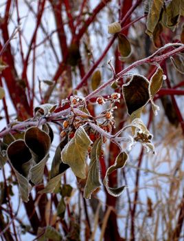 Green leaves covered in hoar frost.