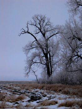 Hoar frost covered winter tree.