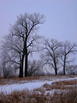 Hoar frost covered winter trees by a snow covered river.