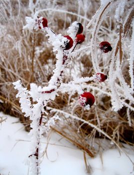 Hoar frost covered red berries in a prairie field covered in snow.
