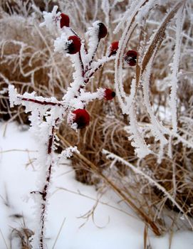 Hoar frost covered red berries and tall prairie grass amongst snow.