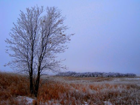 Hoar frost covered trees and mixed prairie grass.